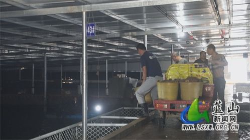 蓝山县 工厂化鳗鱼养殖，新型产业助力水产品养殖发展