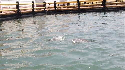 四个最严专项 水产品质量安全进农村，筑牢水产品养殖安全防线