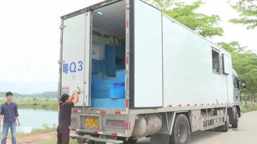 阳江水产种业工厂化模式助推海水养殖高质量发展