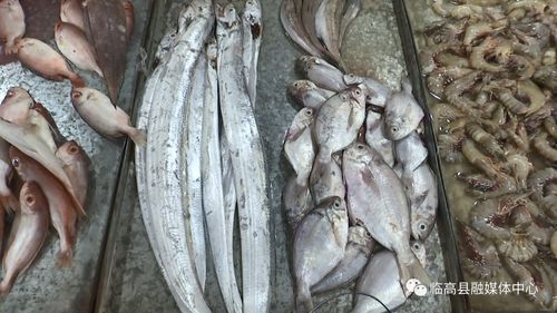 伏季休渔期临高水产品供应充足价格稳定，水产品养殖产业显活力