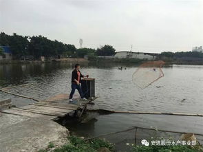 出鱼高峰期的科学捕捞与运输 确保水产品安全无损耗