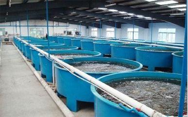 工厂化循环水养殖 现代化水产养殖的绿色高效之路