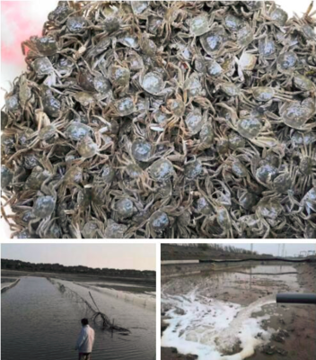 罗泾镇水产生产有序恢复，大闸蟹投苗量达40万只