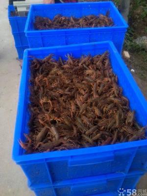 南京小徐龙虾批发行 河虾青虾市场行情及养殖前景分析