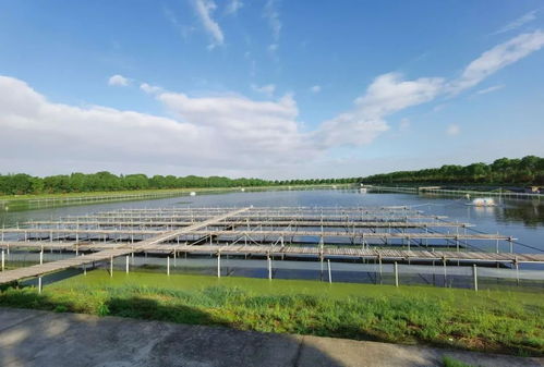 工厂化养殖新篇章 上海合作社引领高端水产品智能化成长