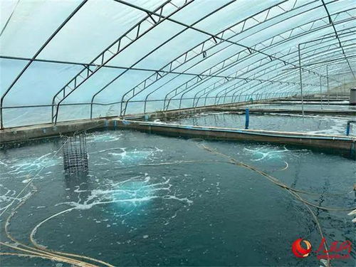 沙漠与盐碱地崛起海鲜工厂，海水鱼安家新大陆