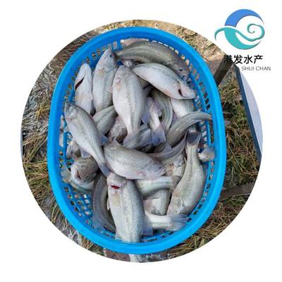 泸州加洲鲈鱼苗现苗供应，专业配送助力水产养殖