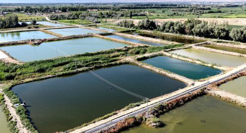 探索特色水产养殖新路径 阿勒泰市首次试养3000只中华鳖