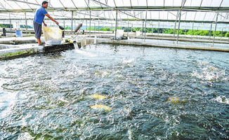 玉溪市人民政府推动水产品养殖产业高质量发展