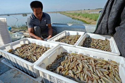 黄河流域生态保护丨孟仿英 跳出渔业抓渔业 跳出养殖抓养殖 水产品养殖新理念