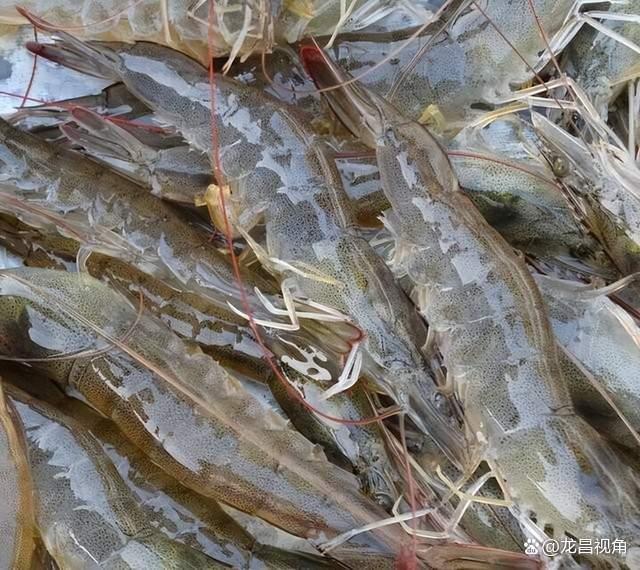 南美白对虾工厂化养殖技术与水产品养殖发展前景